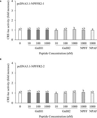 Differential activation of neuropeptide FF receptors by gonadotropin-inhibitory hormone peptides in the European sea bass